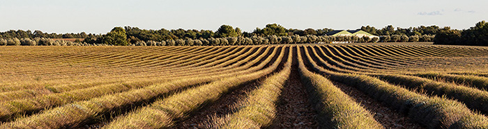 Lavandes à Valensole