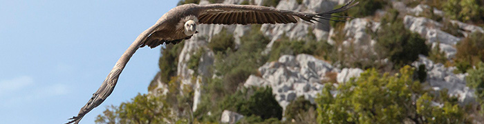 Vautour dans le Verdon